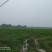沙洋县马良500-1000亩旱地招合作