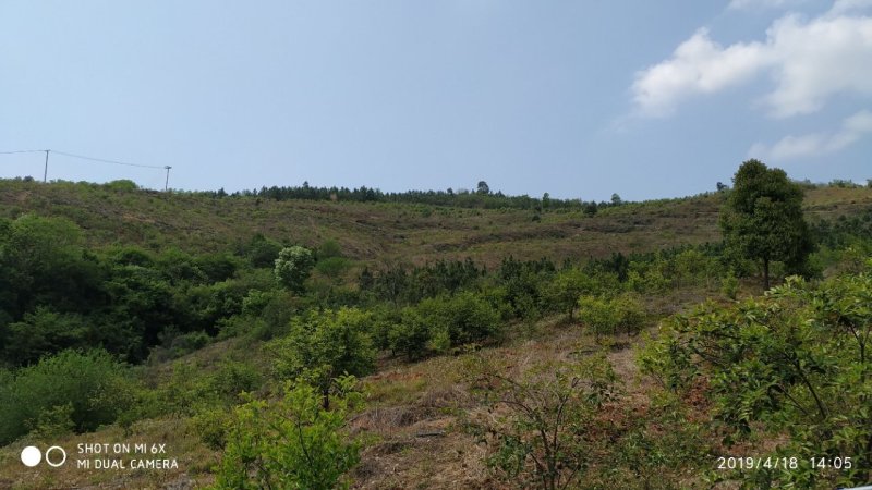 出售漳河150亩油茶园