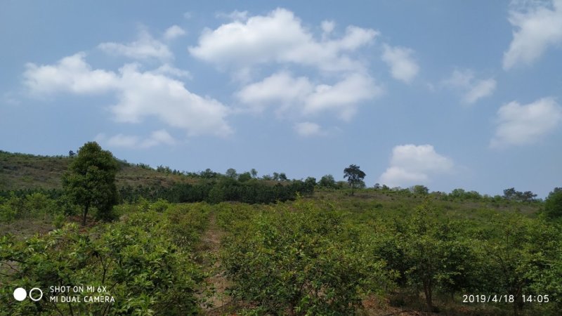 出售漳河150亩油茶园