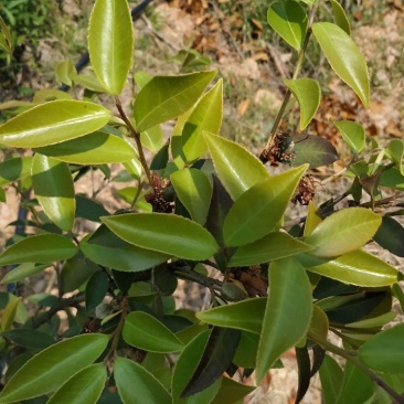 出售漳河150亩油茶园