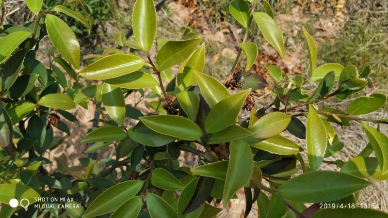 出售漳河150亩油茶园