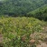 出售漳河150亩油茶园