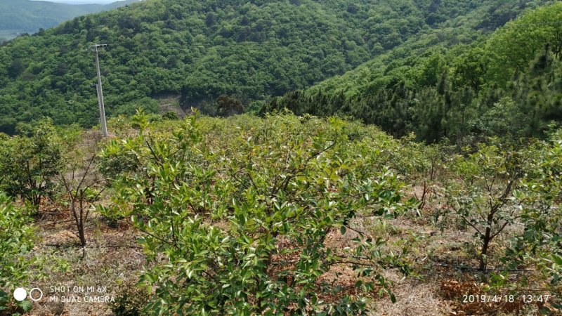 出售漳河150亩油茶园