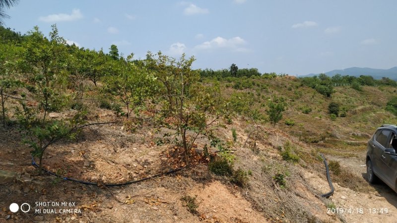 出售漳河150亩油茶园