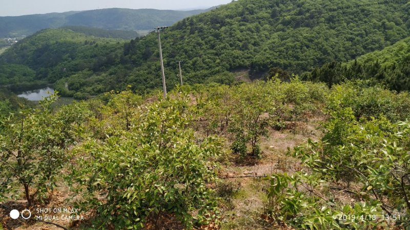 出售漳河150亩油茶园
