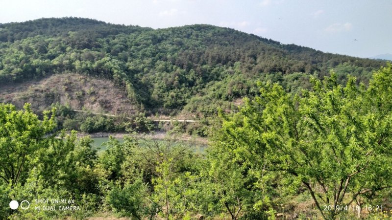 租售漳河边50亩果园宅院