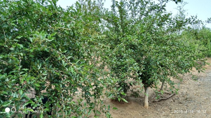 租售漳河边50亩果园宅院
