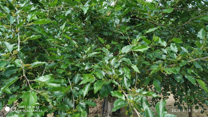 租售漳河边50亩果园宅院