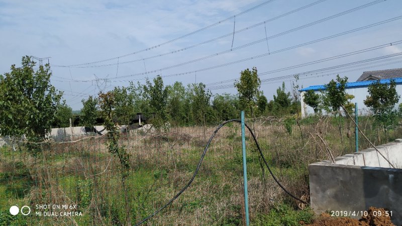 出租掇刀麻城50亩散养鸡厂