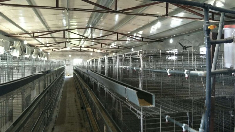 出租掇刀麻城50亩散养鸡厂