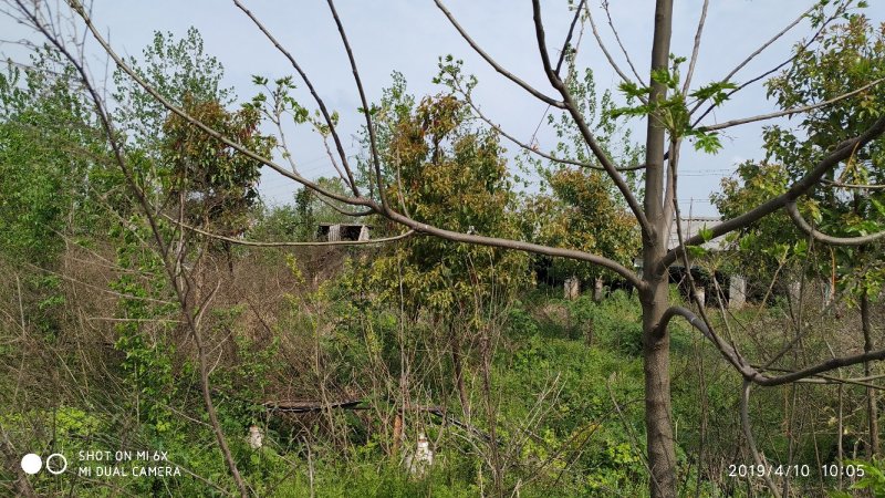 出租掇刀麻城50亩散养鸡厂