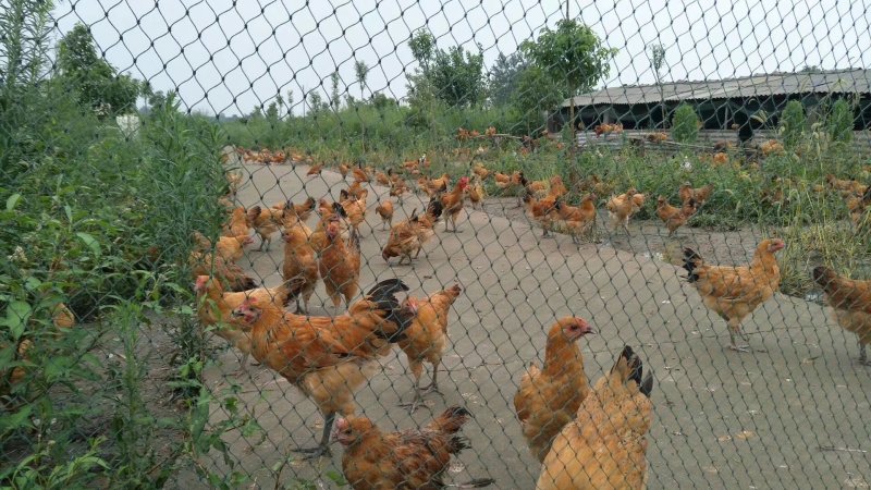 出租掇刀麻城50亩散养鸡厂