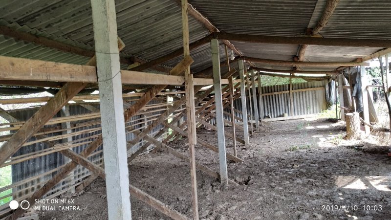 出租掇刀麻城50亩散养鸡厂