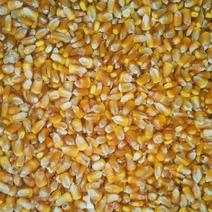 干玉米2900一吨