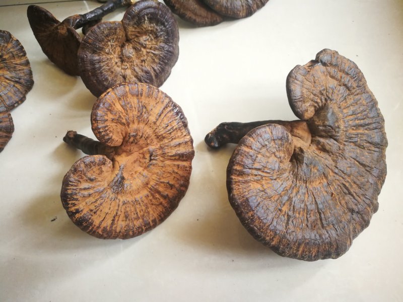 高山原木仿野生灵芝
