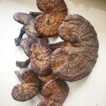 高山原木仿野生灵芝