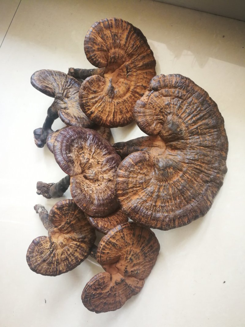 高山原木仿野生灵芝