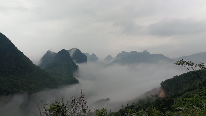 高山原木仿野生灵芝