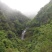 高山原木仿野生灵芝