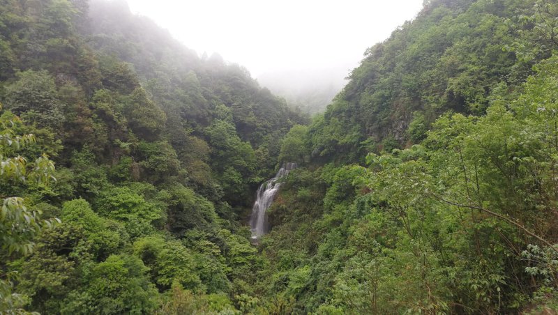 高山原木仿野生灵芝
