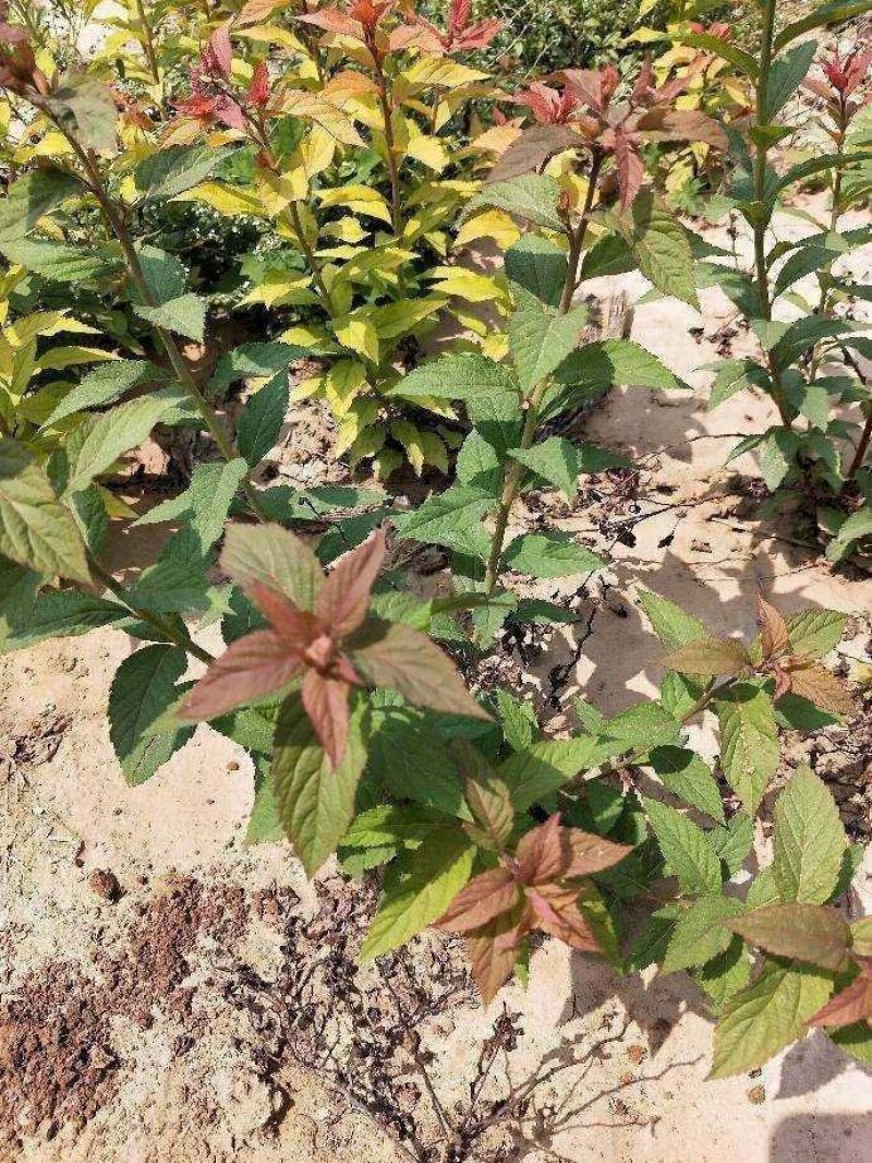 绣线菊：金焰绣线菊：金焰绣线菊