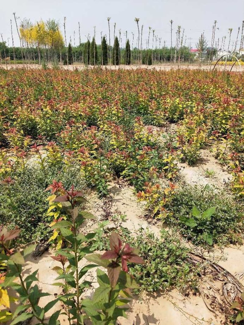 绣线菊：金焰绣线菊：金焰绣线菊