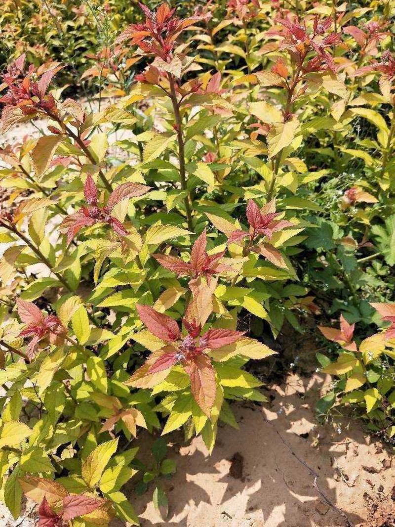 绣线菊：金焰绣线菊：金焰绣线菊