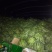 江苏西瓜，美都，家年华，8424头茬惊欣