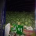 江苏西瓜，美都，家年华，8424头茬惊欣