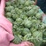 江苏西瓜，美都，家年华，8424头茬惊欣