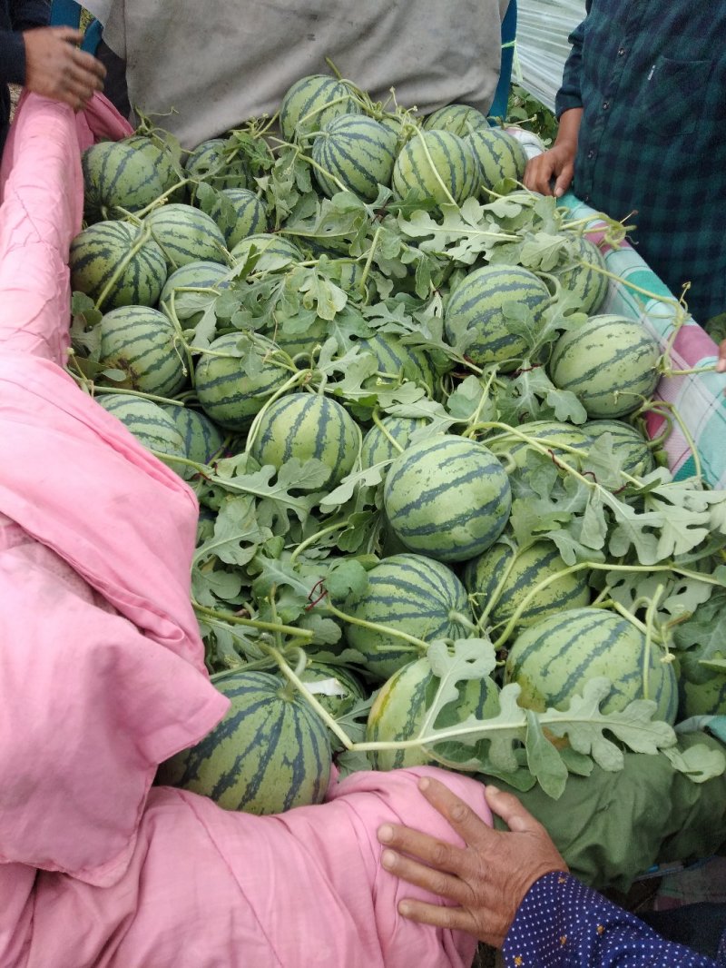 江苏西瓜，美都，家年华，8424头茬惊欣