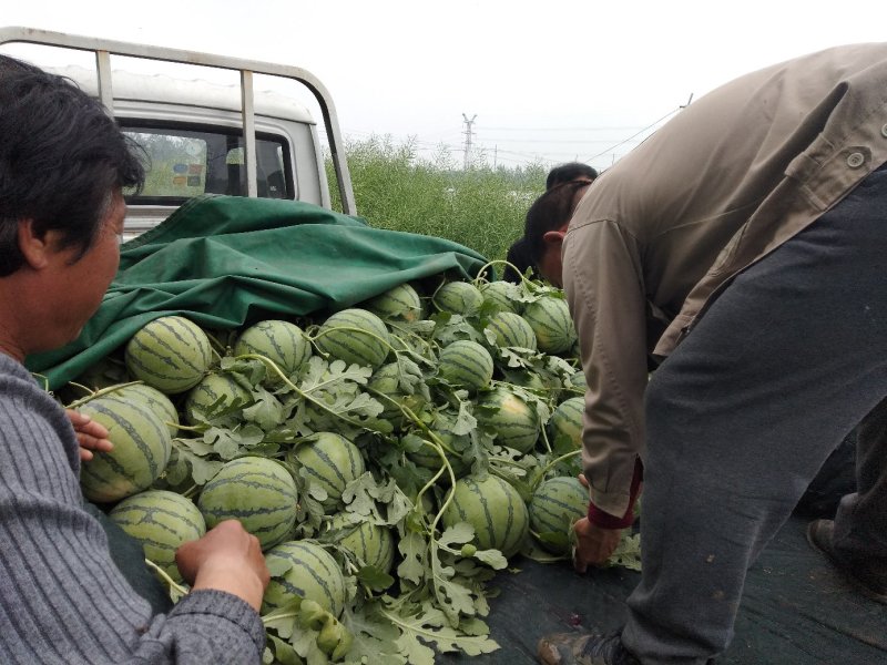 江苏西瓜，美都，家年华，8424头茬惊欣