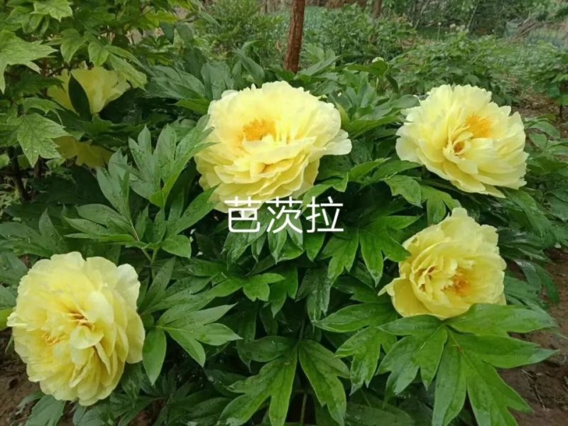 观赏牡丹