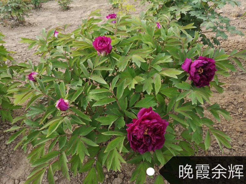 观赏牡丹