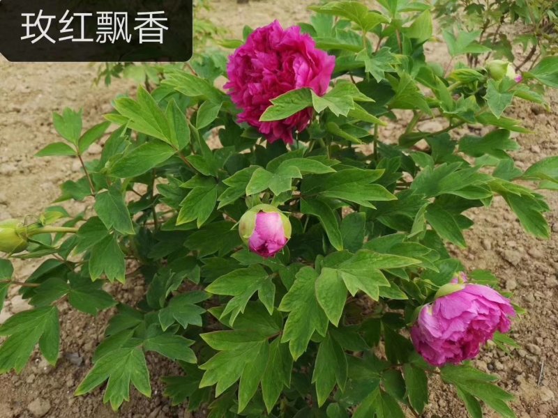 观赏牡丹