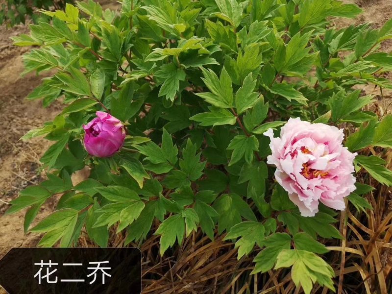 观赏牡丹