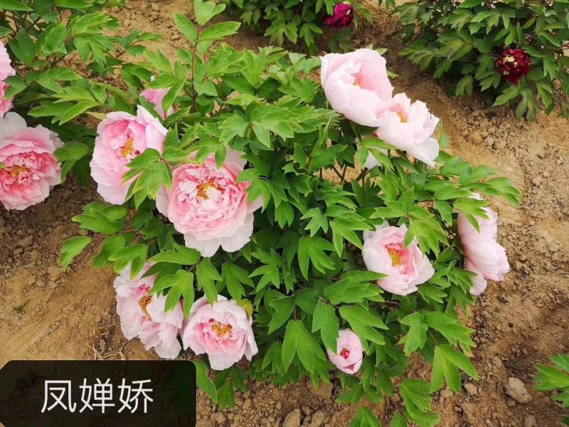 观赏牡丹