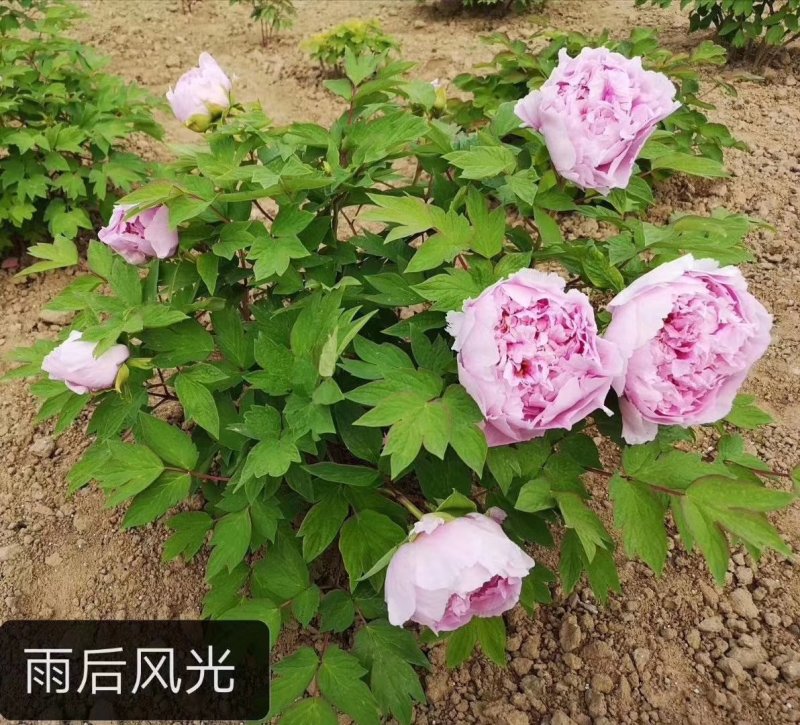 观赏牡丹
