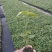 楸树杯苗