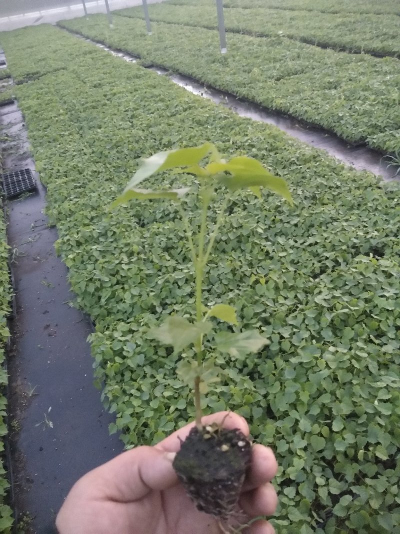 楸树杯苗