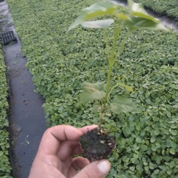 楸树杯苗