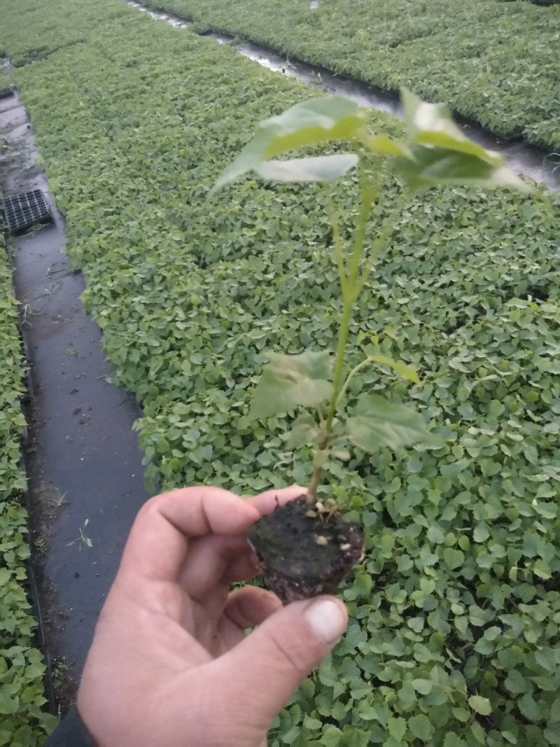 楸树杯苗