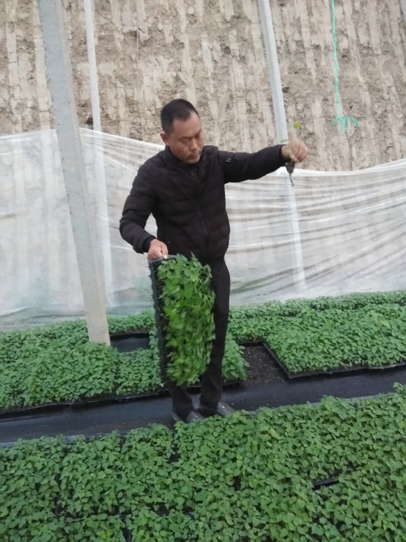 楸树杯苗