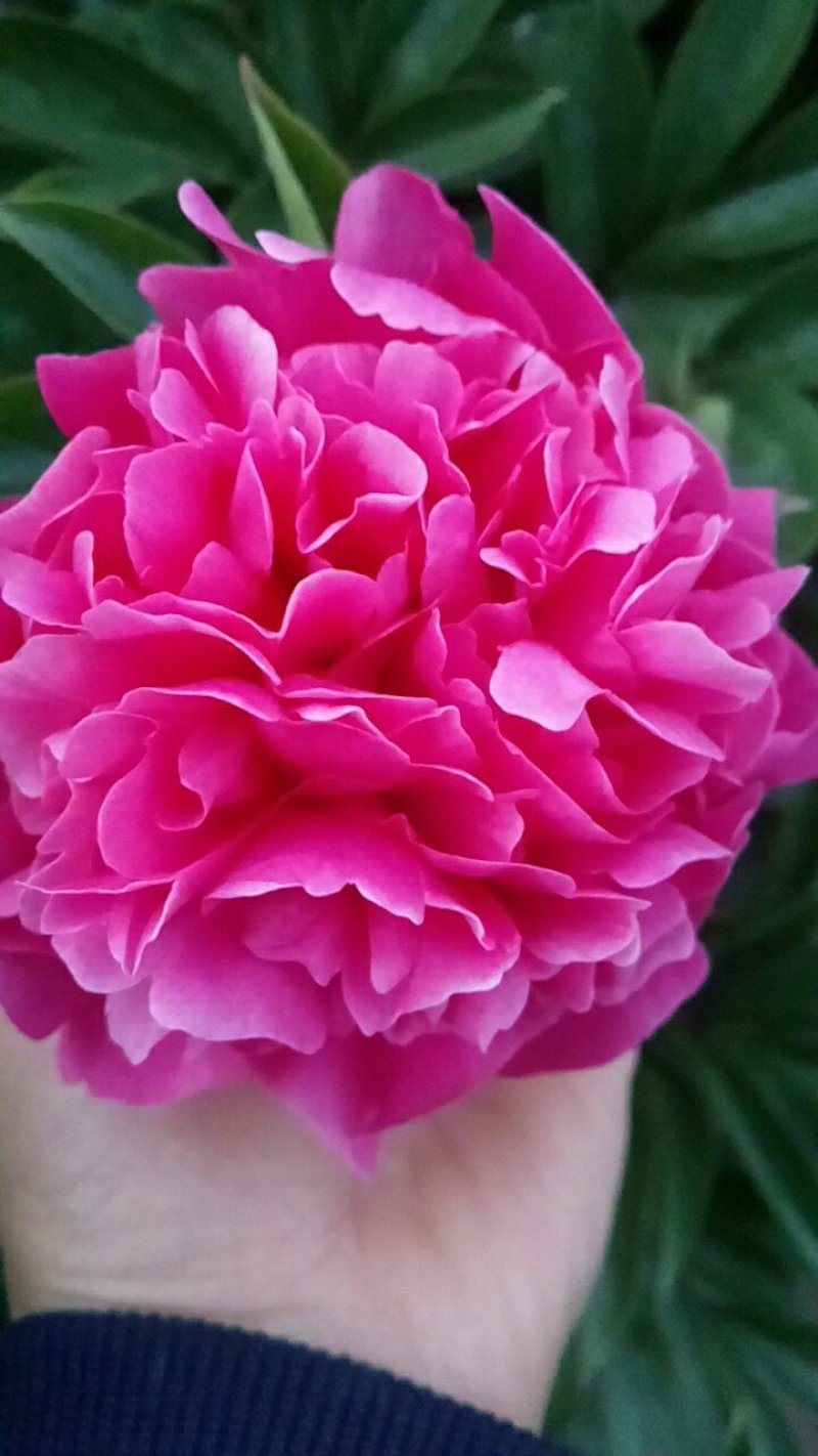 芍药花，大富贵矮杆，毛叶红高杆