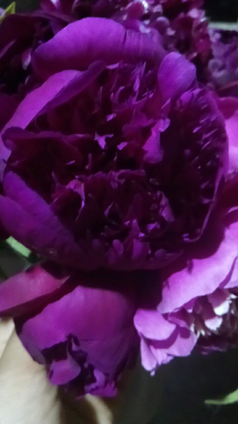 芍药花，大富贵矮杆，毛叶红高杆