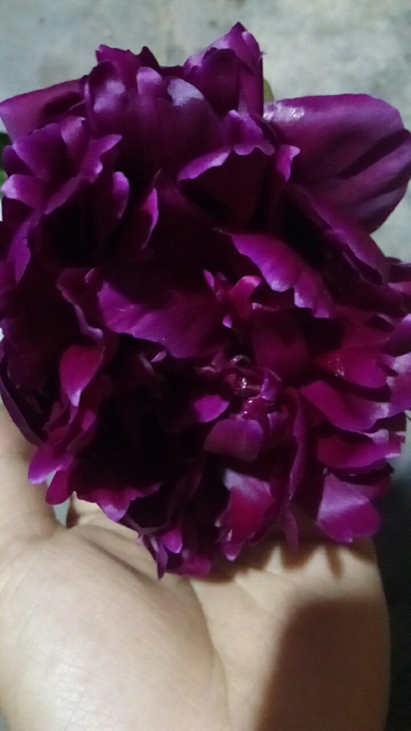 芍药花，大富贵矮杆，毛叶红高杆