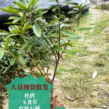 杜鹃