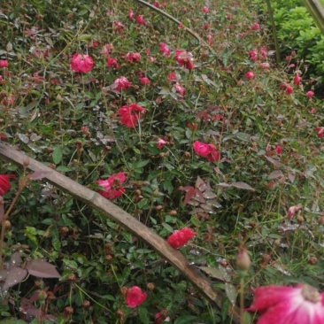 月季花