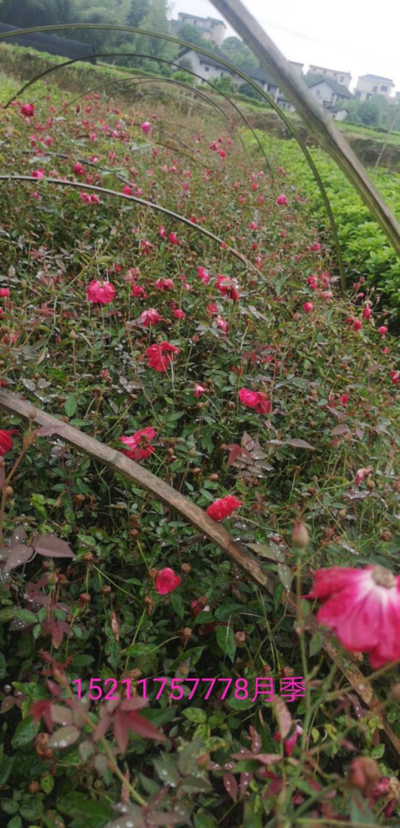 月季花