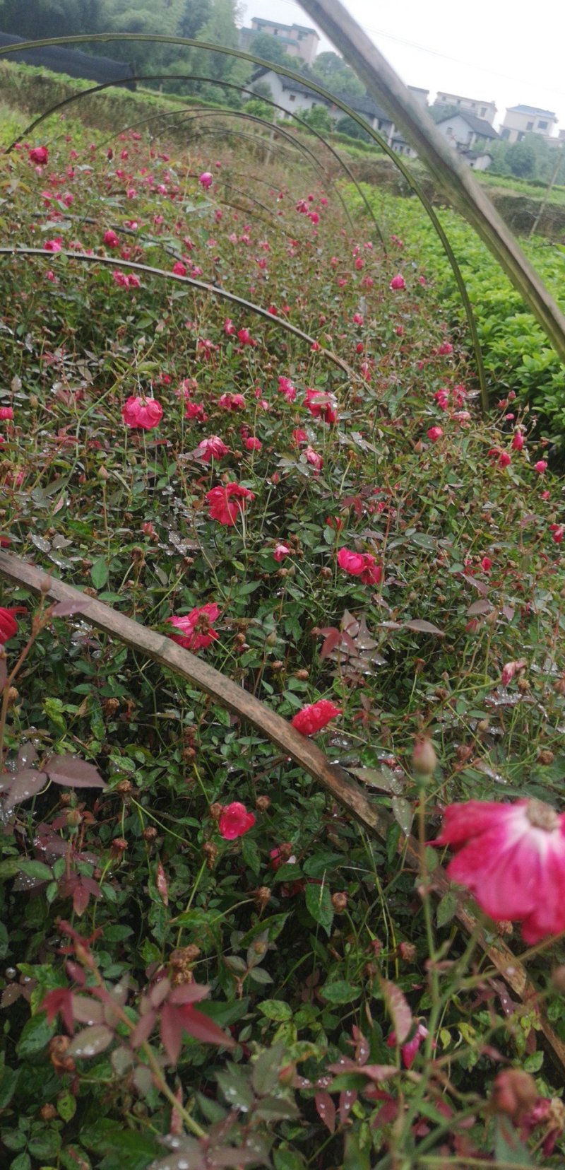 月季花